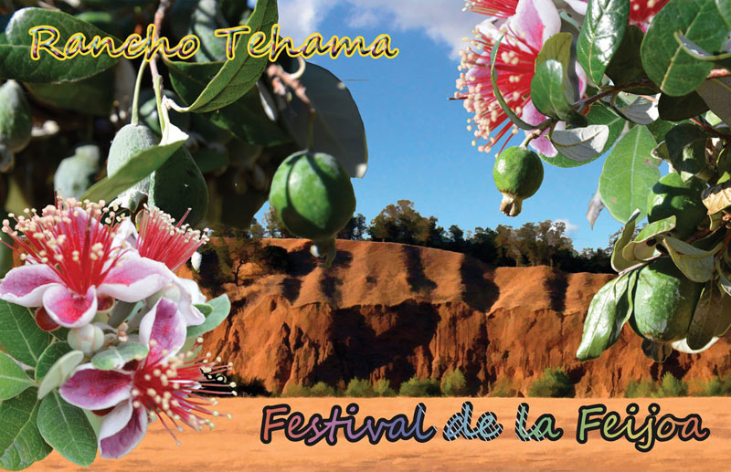 Feijoa Festival 2013